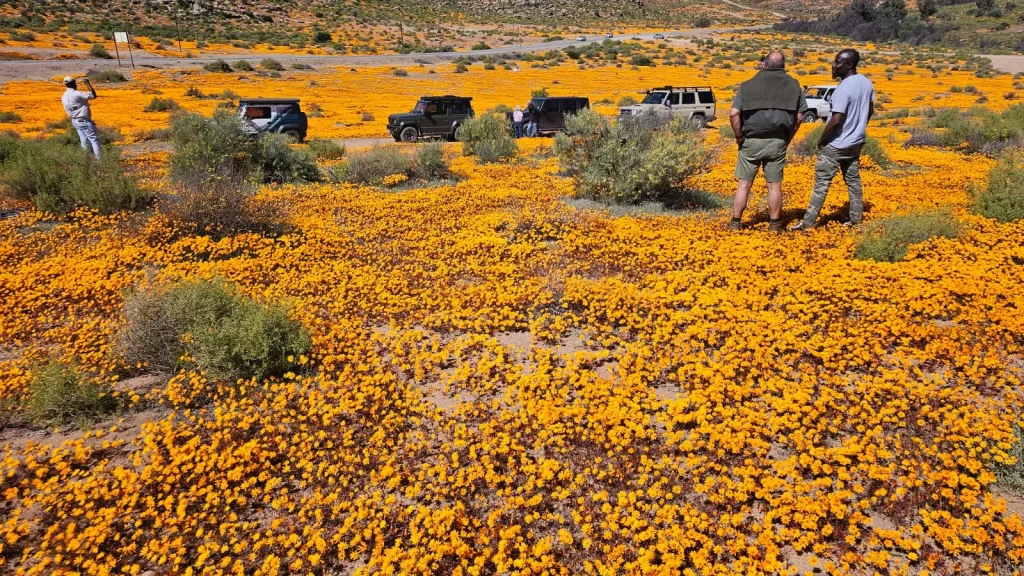 Namaqua_Wildflower_image29